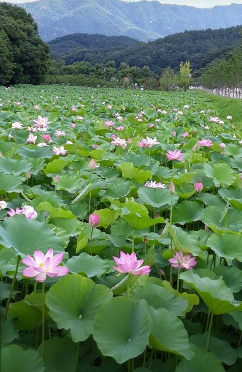 Screenshot_20260520_112455_KakaoTalk(1).jpg_resize